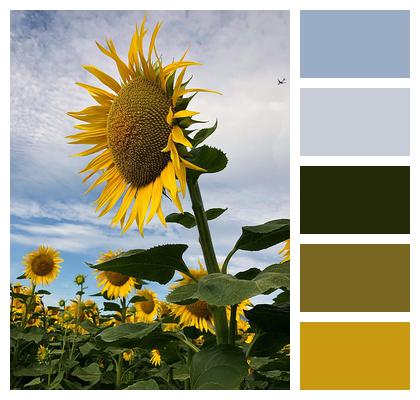 Sunflower Flower Phone Wallpaper Image